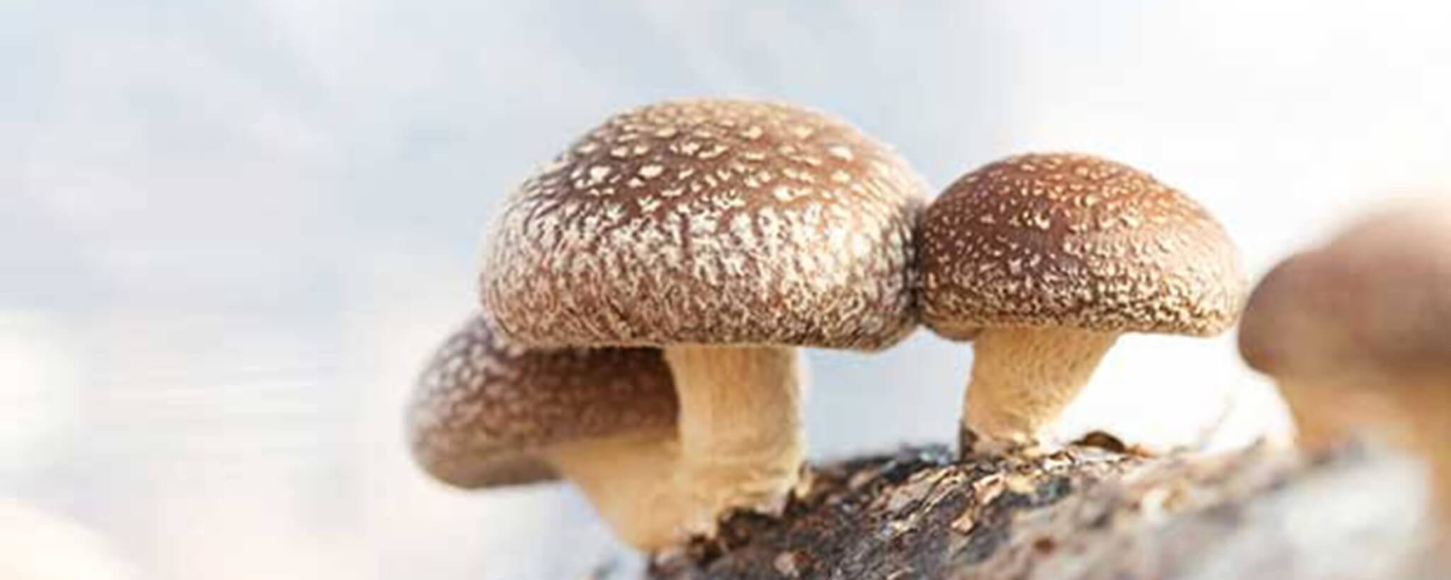 shiitake