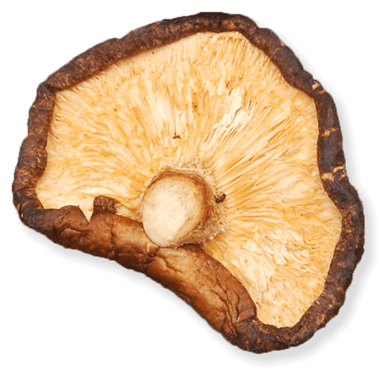 Colruyt gaat paddenstoelen kweken op een bedje van oud brood | vzw