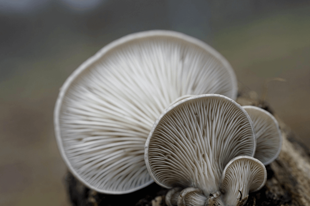 Eetbare paddenstoelen