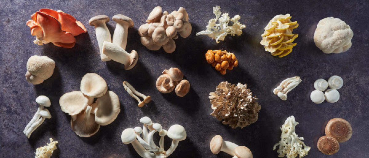Adaptogenen paddenstoel