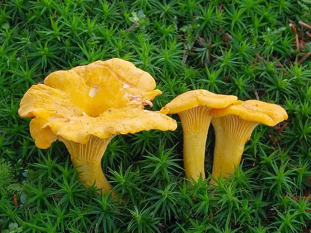 Eetbare paddenstoel voor beginners Cantharel