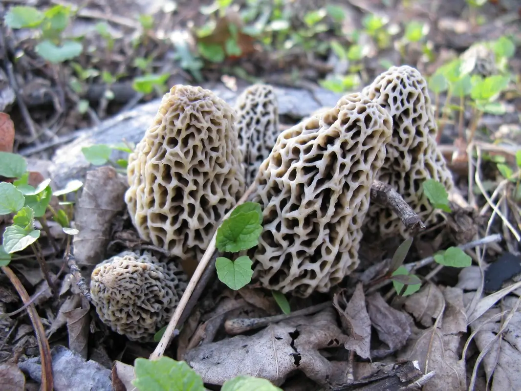 Eetbare paddenstoelen voor beginners Morielje