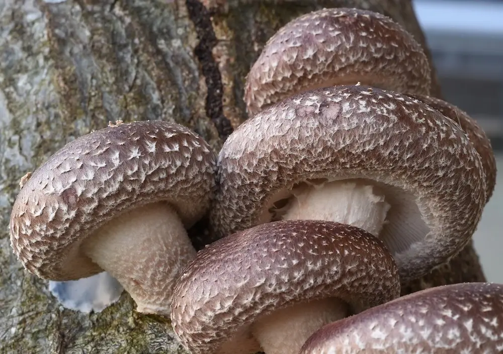 Eetbare paddenstoelen voor beginners Shii-take