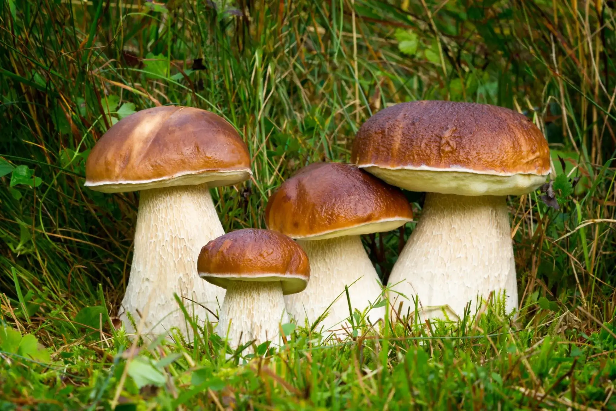 Eetbare paddenstoelen voor beginners Eekhoorntjesbrood