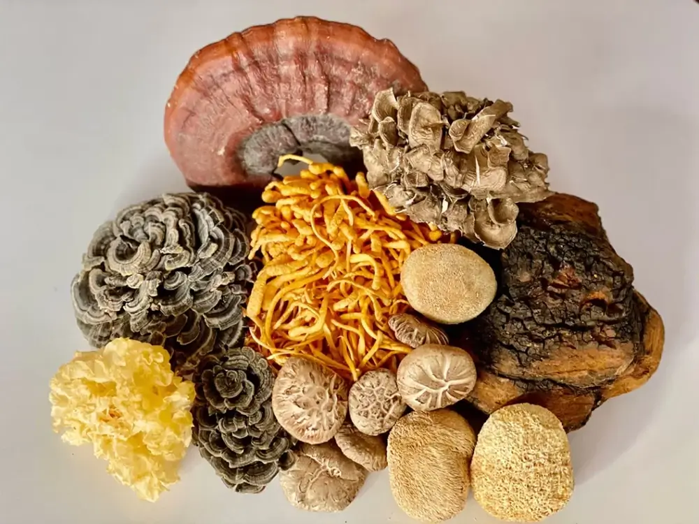 Medicinal Mushroom Supplements