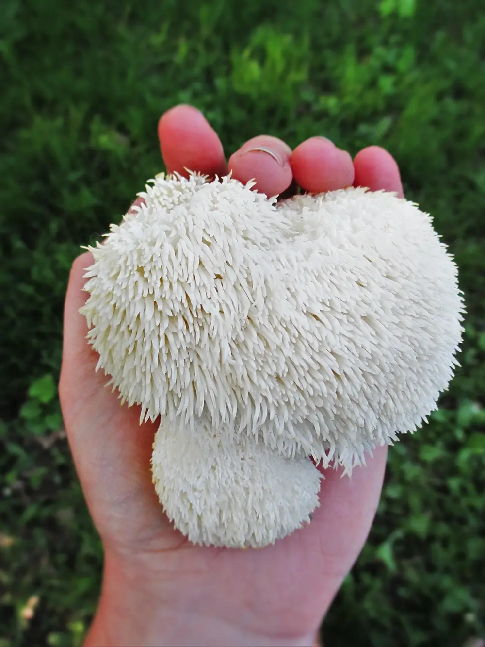 Lion's Mane Capsules