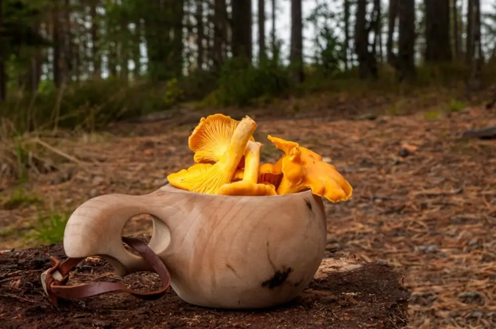 Cantharel, een eetbare paddenstoel, te zien in een loofbos in de herfst, met zijn kenmerkende oranje kleur en trechtervormige hoed.