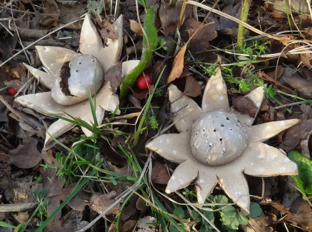 Fotogenieke en unieke paddenstoelen: de peperbus-paddenstoel met zijn opvallende vorm in een herfstlandschap