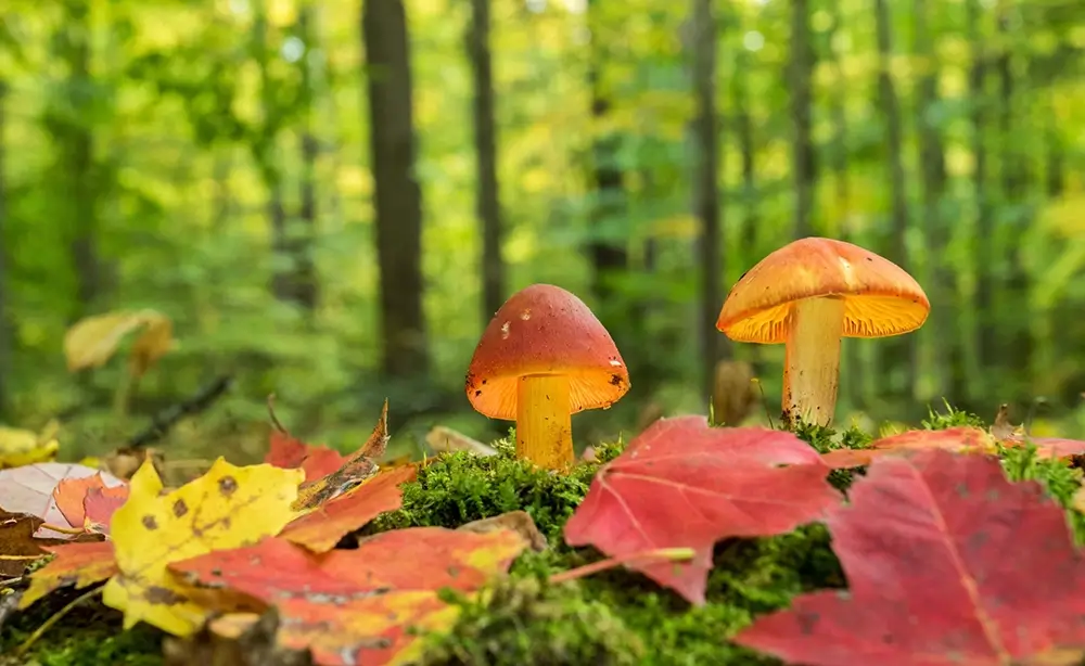 Herfst in Nederland: het perfecte seizoen voor het spotten van paddenstoelen zoals de vliegenzwam en cantharel in loof- en naaldbossen