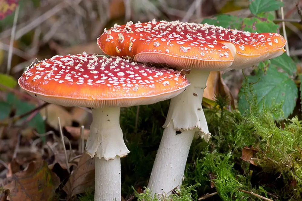 Close-up van een kleurrijke Nederlandse paddenstoel, zoals de vliegenzwam in een Nederlands bos in de herfst