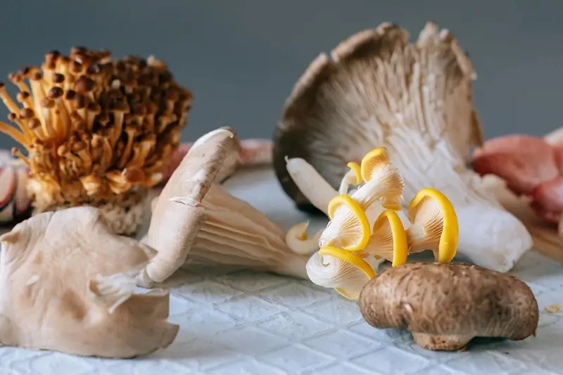 functionele paddenstoelen