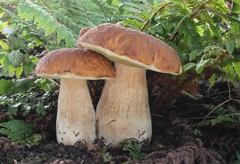 Eetbare soorten paddenstoelen in Nederlands loofbos, waaronder eekhoorntjesbrood en cantharel