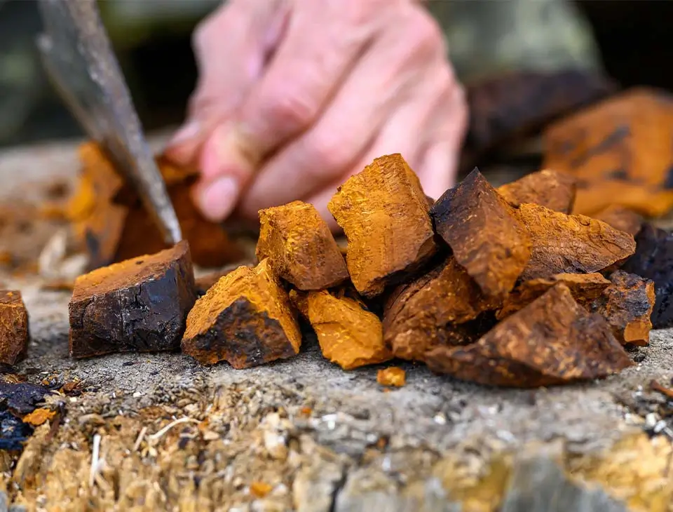 chaga ervaringen, werking en bennefits