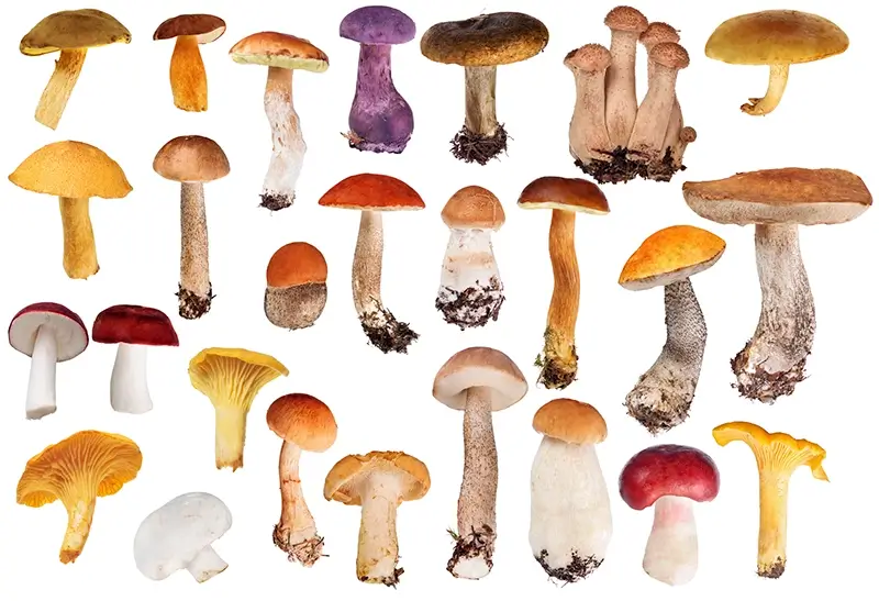 Eetbare soorten paddenstoelen in Nederlands loofbos, waaronder eekhoorntjesbrood en cantharel