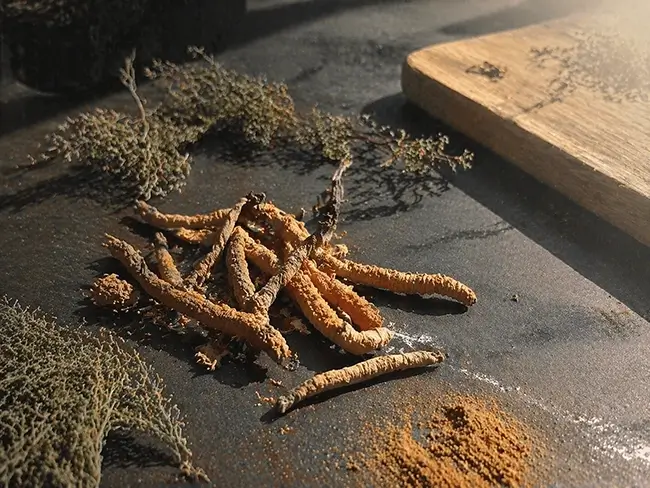Gedroogde cordyceps paddenstoelen op een donkere leisteen ondergron