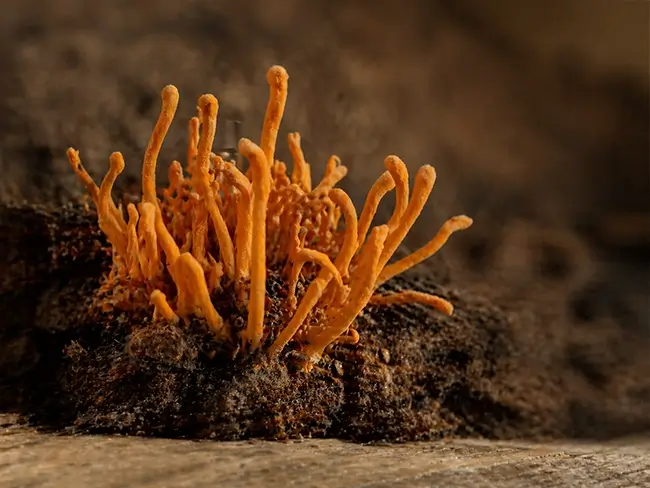 Cordyceps militaris paddenstoelen op natuurlijk substraat