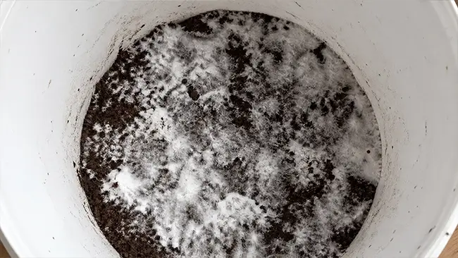 Witte mycelium laag op koffiedik in een emmer na een week kolonisatie