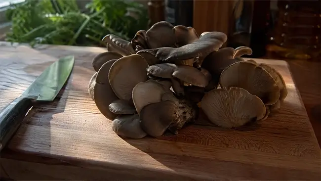 paddenstoelen.nl oesterzwammen kweken