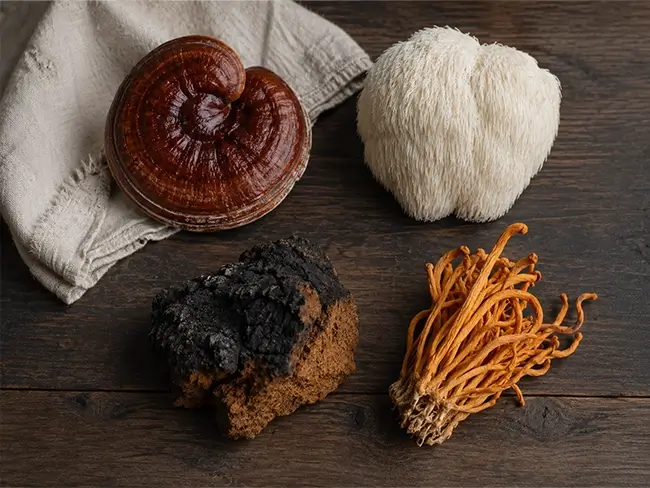 Adaptogene paddenstoelen Reishi Lion's Mane Cordyceps en Chaga overzicht