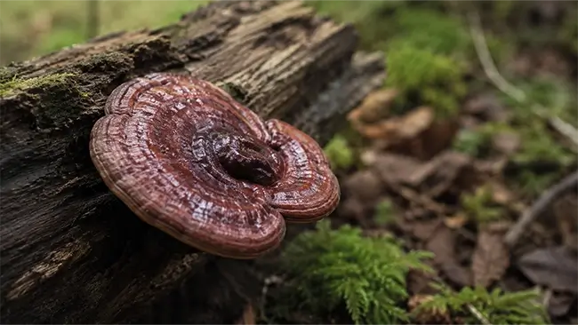 Biologische Reishi paddenstoel op duanwood, natuurlijke teelt