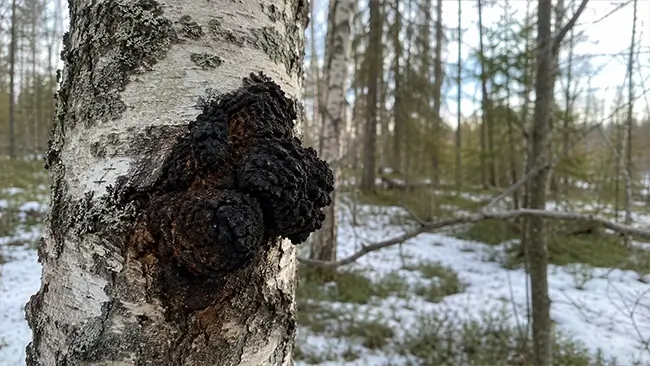 Chaga paddenstoel als zwarte zwam op een berkenboom