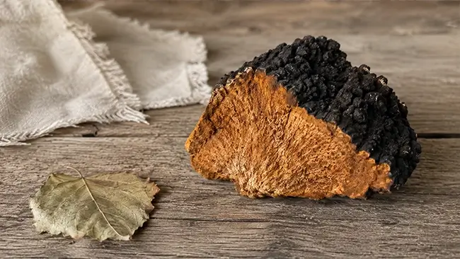 Doorgesneden chaga paddenstoel met oranje-bruine binnenkant