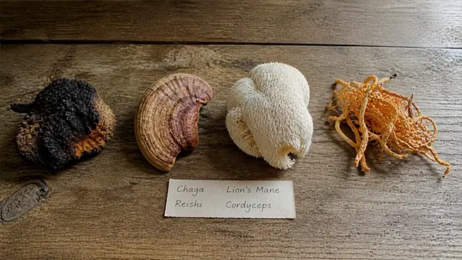 Combinatie van paddenstoelen die de chaga werking ondersteunen