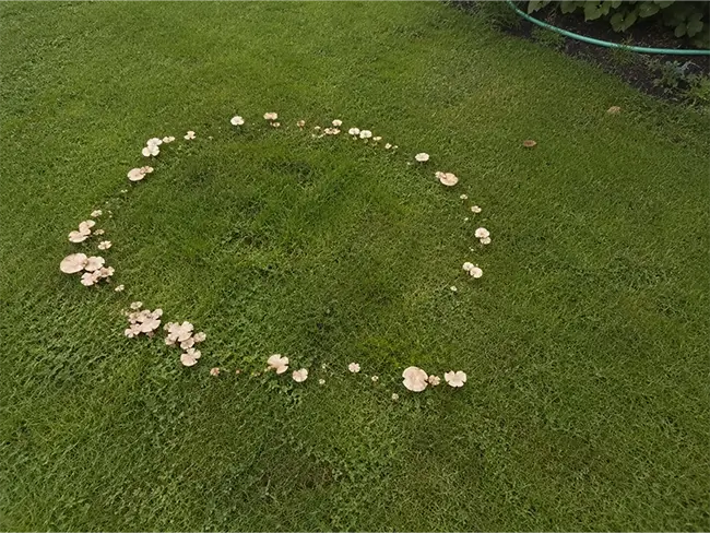 Heksenkring met paddenstoelen in het gras op een gazon