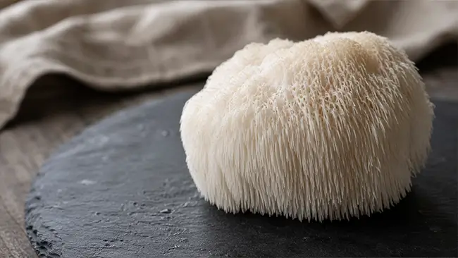 Vers vruchtlichaam van pruikzwam met witte stekels, basis voor lion's mane extract