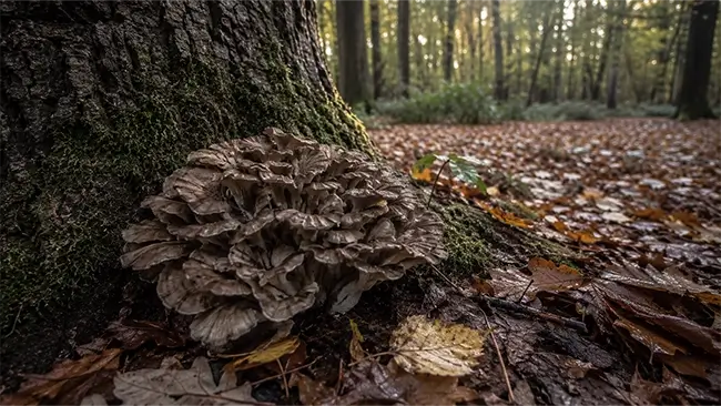 Maitake paddenstoel aan de voet van een eik in een herfstig loofbos