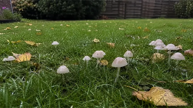 Paddenstoelen in het gras op een groen gazon in de herfst