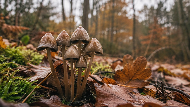 Paddos in de natuur: psilocybine paddenstoelen tussen gevallen bladeren