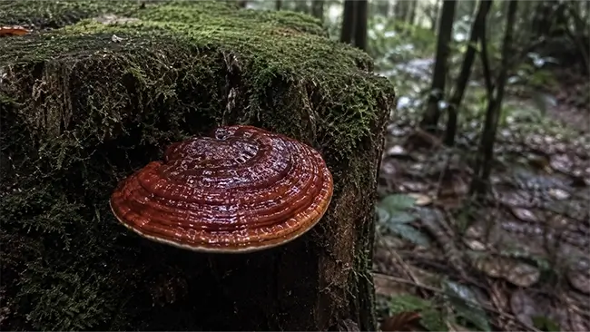 Reishi ling zhi paddenstoel met glanzende rode hoed op boomstronk