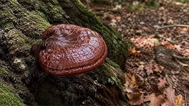 reishi paddenstoel met glanzende roodbruine hoed op een boomstam