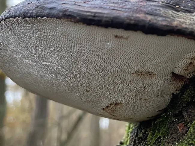 Onderkant van een tonderzwam met witte poriën close-up